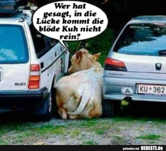 Wer hat gesagt, in die Lücke kommt die blöde Kuh nicht rein? - Lustige Bilder | DEBESTE.de