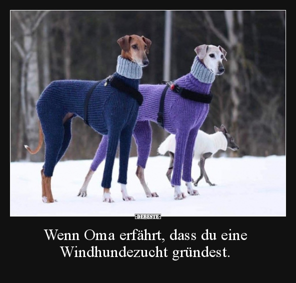 Wenn Oma erfährt, dass du eine Windhundezucht gründest... - Lustige Bilder | DEBESTE.de