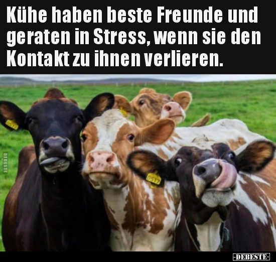 Kühe haben beste Freunde und geraten in Stress, wenn sie.. - Lustige Bilder | DEBESTE.de