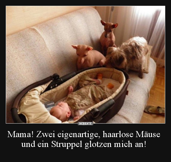 Mama! Zwei eigenartige, haarlose Mäuse und ein Struppel.. - Lustige Bilder | DEBESTE.de