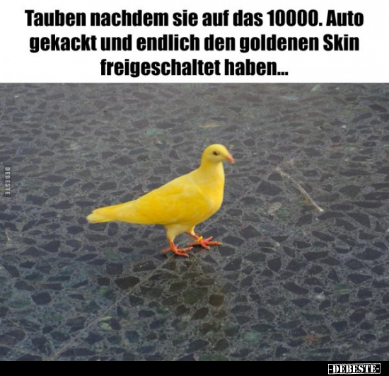 Tauben nachdem sie auf das 10000. Auto gekackt und endlich.. - Lustige Bilder | DEBESTE.de