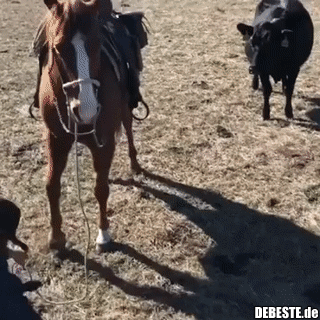 Pferd beschützt einen Cowboy bei der Arbeit.. - Lustige Bilder | DEBESTE.de