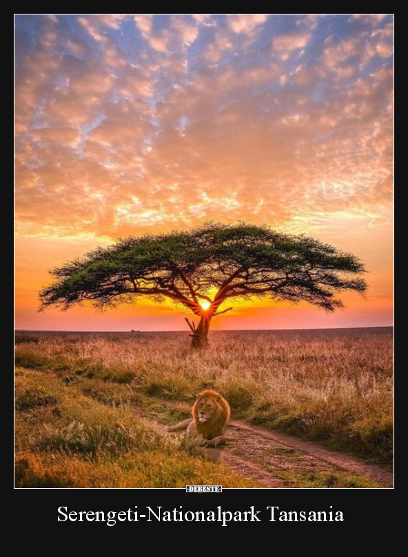 Serengeti-Nationalpark Tansania.. - Lustige Bilder | DEBESTE.de