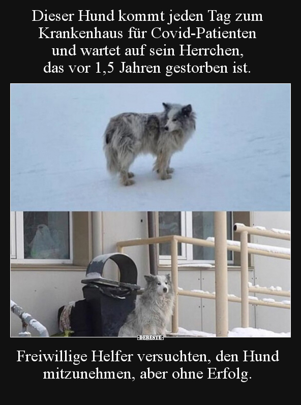 Dieser Hund kommt jeden Tag zum Krankenhaus für.. - Lustige Bilder | DEBESTE.de