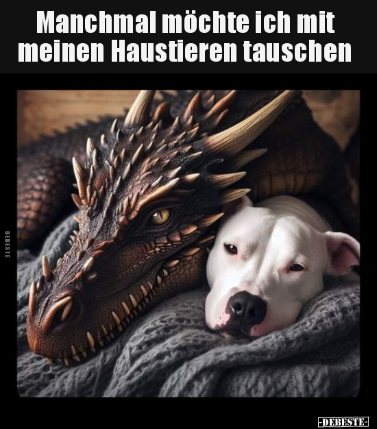 Manchmal möchte ich mit meinen Haustieren tauschen.. - Lustige Bilder | DEBESTE.de