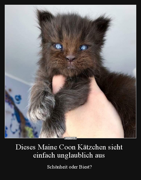 Dieses Maine Coon Kätzchen sieht einfach unglaublich aus.. - Lustige Bilder | DEBESTE.de