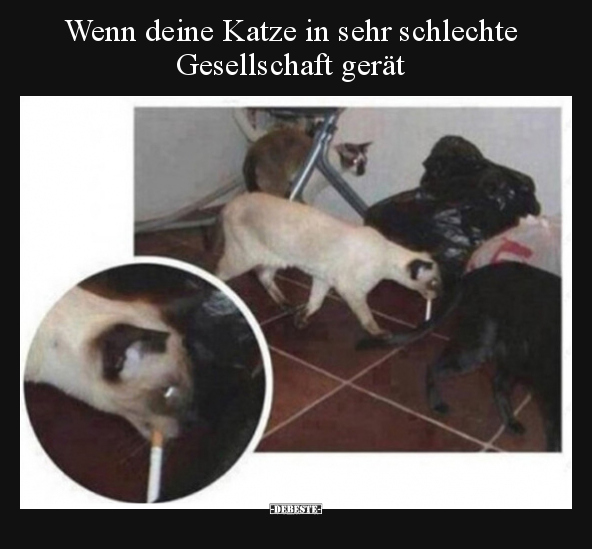 Wenn deine Katze in sehr schlechte Gesellschaft gerät.. - Lustige Bilder | DEBESTE.de