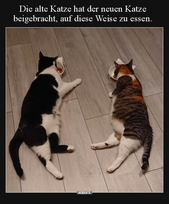 Die alte Katze hat der neuen Katze beigebracht, auf diese.. - Lustige Bilder | DEBESTE.de
