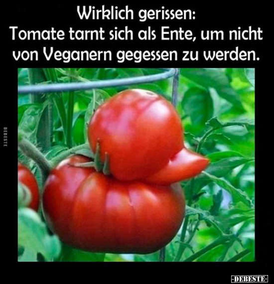 Wirklich gerissen: Tomate tarnt sich als Ente, um nicht von.. - Lustige Bilder | DEBESTE.de
