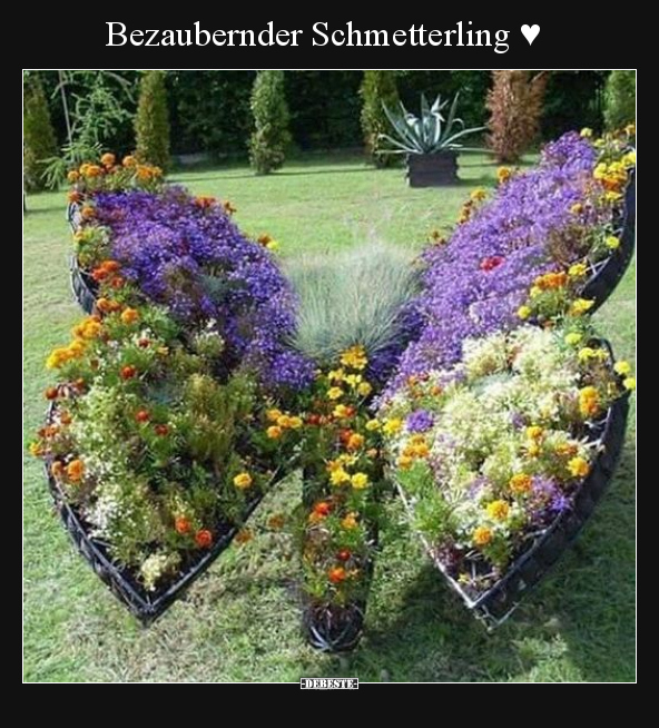 Bezaubernder Schmetterling ♥.. - Lustige Bilder | DEBESTE.de