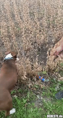 Hunde jagten eine Maus auf einem Feld, aber sie überlistete sie.. - Lustige Bilder | DEBESTE.de