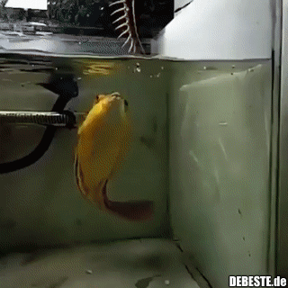 Willst du den abgefahrensten Fisch der Welt sehen? - Lustige Bilder | DEBESTE.de