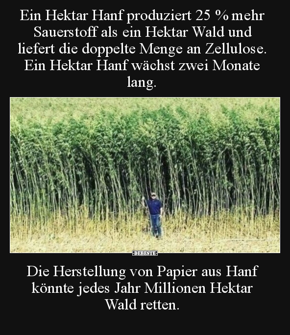 Ein Hektar Hanf produziert 25 % mehr Sauerstoff als ein.. - Lustige Bilder | DEBESTE.de