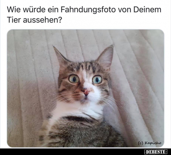 Wie würde ein Fahndungsfoto von Deinem Tier aussehen?.. - Lustige Bilder | DEBESTE.de