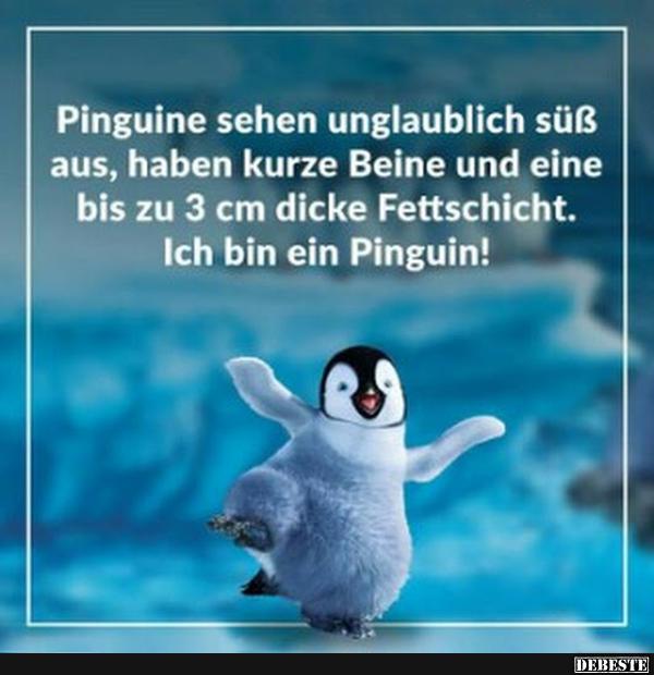 Pinguine sehen unglaublich süß aus, haben kurze Beine.. - Lustige Bilder | DEBESTE.de