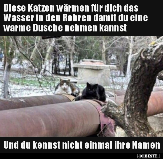 Diese Katzen wärmen für dich das Wasser in den Rohren.. - Lustige Bilder | DEBESTE.de