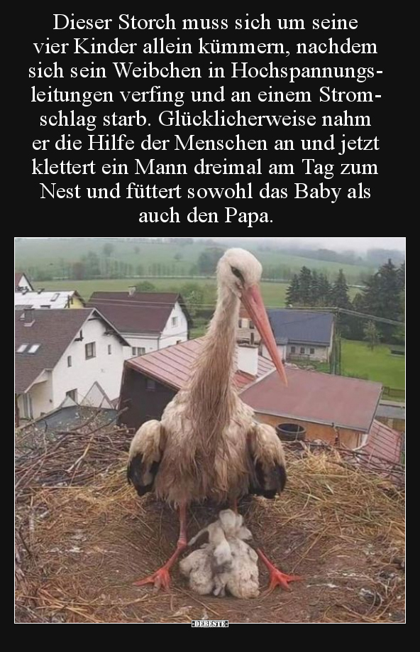 Dieser Storch muss sich um seine vier Kinder allein.. - Lustige Bilder | DEBESTE.de