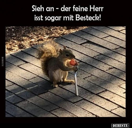 Sieh an - der feine Herr isst sogar mit Besteck!.. - Lustige Bilder | DEBESTE.de