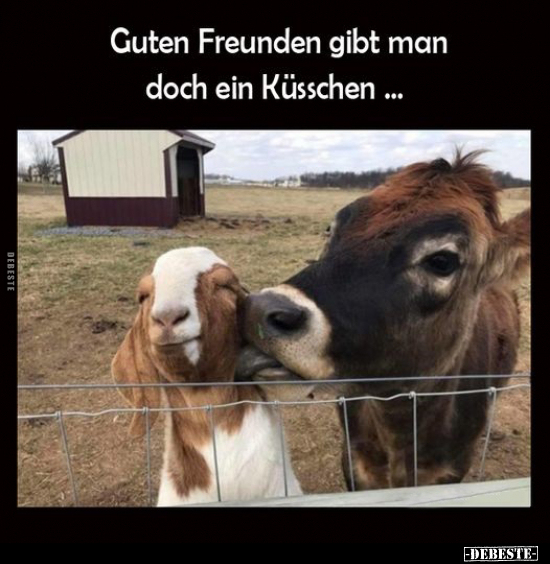 Guten Freunden gibt man doch ein Küsschen... - Lustige Bilder | DEBESTE.de