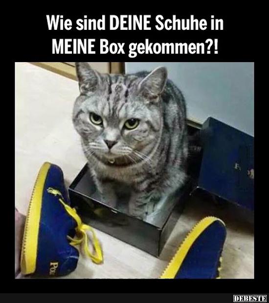 Wie sind deine Schuhe in meine Box gekommen?! - Lustige Bilder | DEBESTE.de