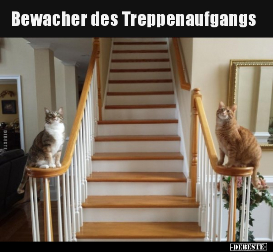 Bewacher des Treppenaufgangs.. - Lustige Bilder | DEBESTE.de