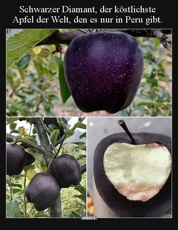 Schwarzer Diamant, der köstlichste Apfel der Welt, den es.. - Lustige Bilder | DEBESTE.de
