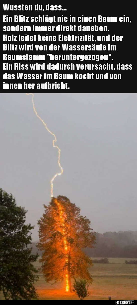 Wussten du, dass... Ein Blitz schlägt nie in einen Baum.. - Lustige Bilder | DEBESTE.de