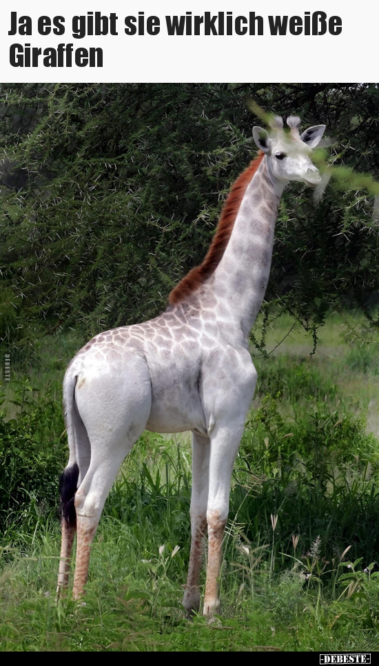 Ja es gibt sie wirklich weiße Giraffen
 - Lustige Bilder | DEBESTE.de