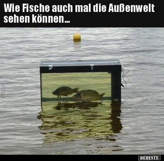 Wie Fische auch mal die Außenwelt sehen können... - Lustige Bilder | DEBESTE.de
