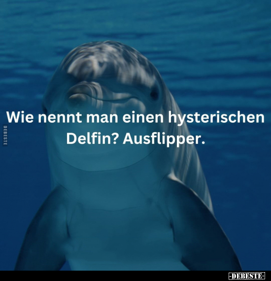 Wie nennt man einen hysterischen Delfin?.. - Lustige Bilder | DEBESTE.de