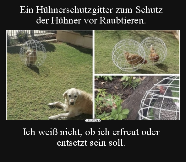 Ein Hühnerschutzgitter zum Schutz der Hühner vor.. - Lustige Bilder | DEBESTE.de