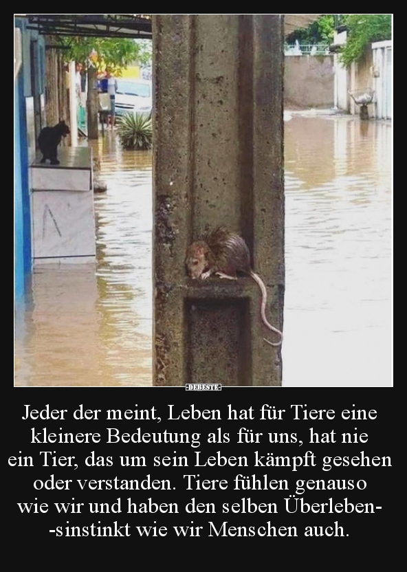 Jeder der meint, Leben hat für Tiere eine kleinere.. - Lustige Bilder | DEBESTE.de