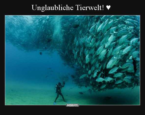 Unglaubliche Tierwelt! ♥.. - Lustige Bilder | DEBESTE.de