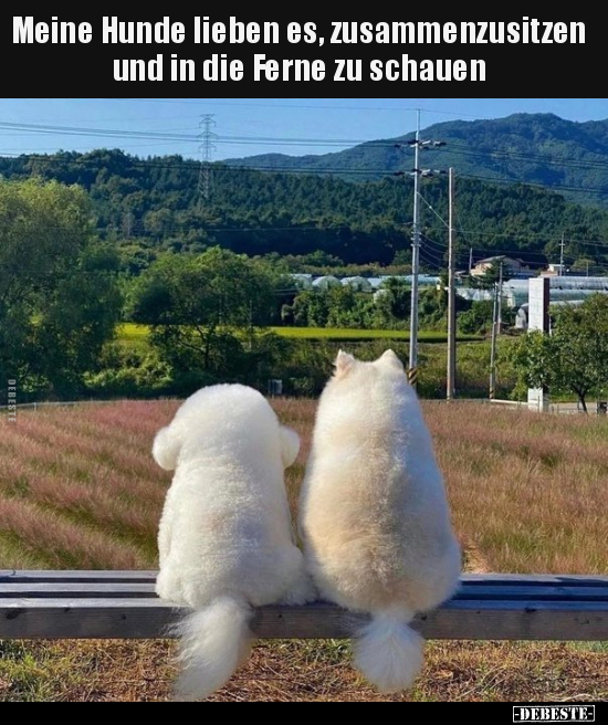 Meine Hunde lieben es, zusammenzusitzen und in die Ferne.. - Lustige Bilder | DEBESTE.de