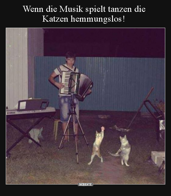 Wenn die Musik spielt tanzen die Katzen hemmungslos!.. - Lustige Bilder | DEBESTE.de
