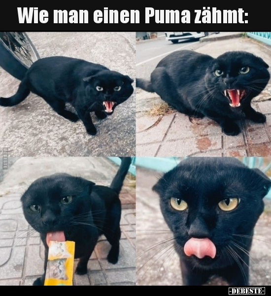Wie man einen Puma zähmt.. - Lustige Bilder | DEBESTE.de