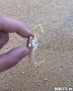 Die hawaiianische Wandererkrabbe kann sich mit einer Geschwindigkeit von bis zu 100 Körperlängen pro Sekunde fortbewegen. - Lustige Bilder | DEBESTE.de