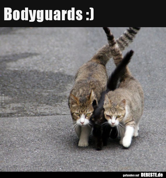 42+ Lustig katzen sprueche , Bodyguards ) Lustige Bilder, Sprüche, Witze, echt lustig