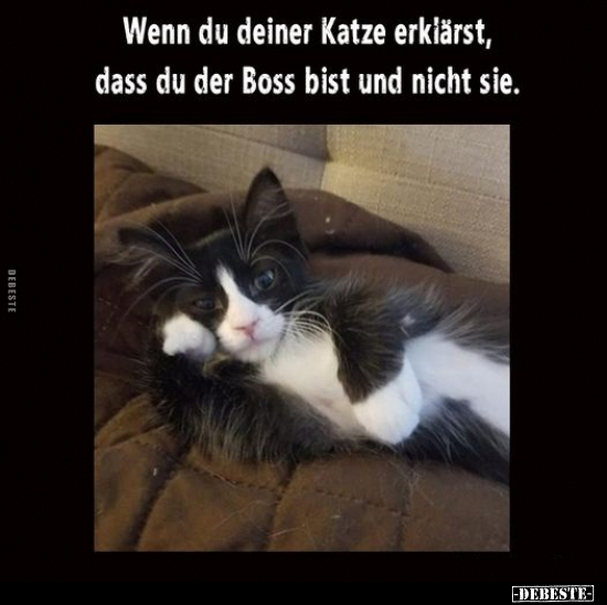 Wenn du deiner Katze erklärst.. - Lustige Bilder | DEBESTE.de