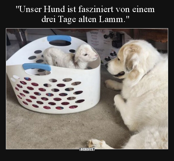 "Unser Hund ist fasziniert von einem drei Tage alten.." - Lustige Bilder | DEBESTE.de
