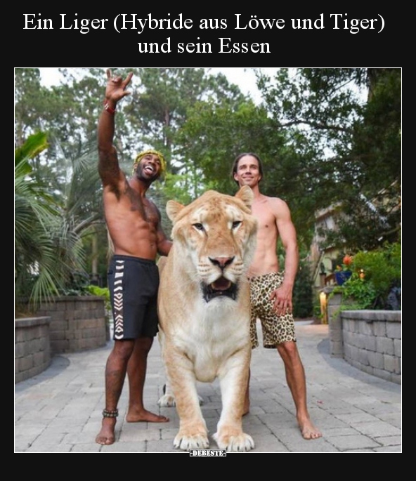 Ein Liger (Hybride aus Löwe und Tiger) und sein Essen.. - Lustige Bilder | DEBESTE.de