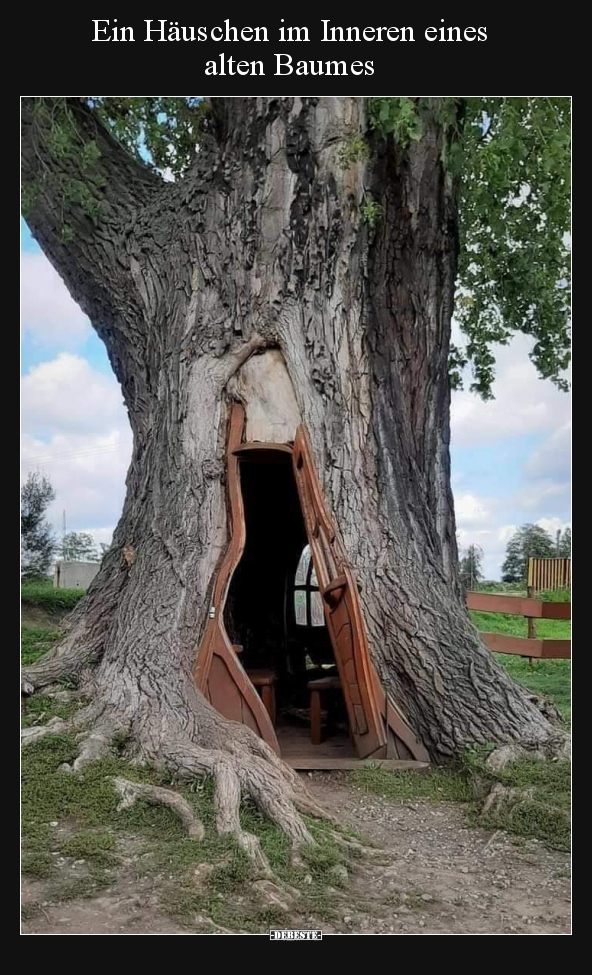 Ein Häuschen im Inneren eines alten Baumes.. - Lustige Bilder | DEBESTE.de
