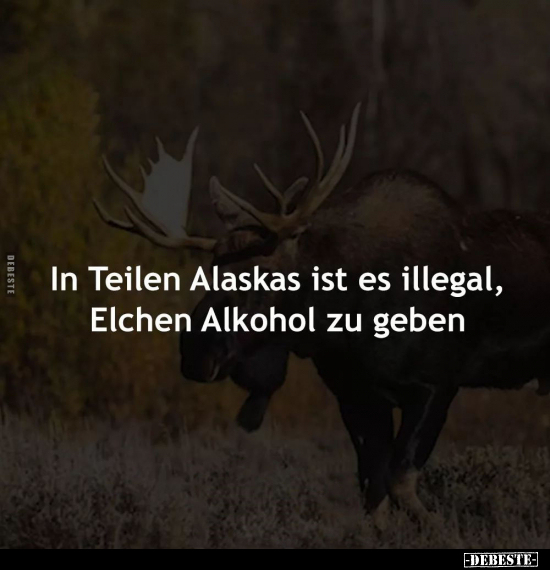 In Teilen Alaskas ist es illegal, Elchen Alkohol zu geben.. - Lustige Bilder | DEBESTE.de