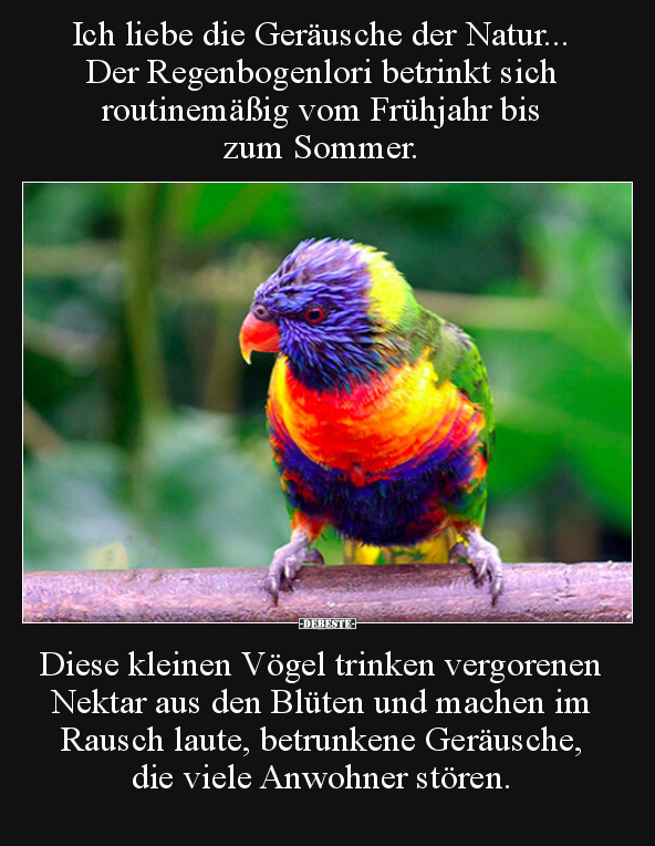 Ich liebe die Geräusche der Natur... Der Regenbogenlori.. - Lustige Bilder | DEBESTE.de