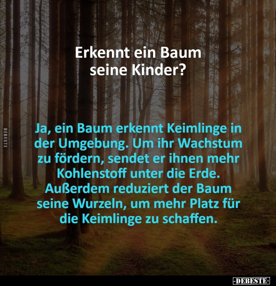 Erkennt ein Baum seine Kinder?.. - Lustige Bilder | DEBESTE.de