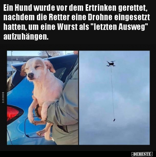 Ein Hund wurde vor dem Ertrinken gerettet, nachdem die.. - Lustige Bilder | DEBESTE.de