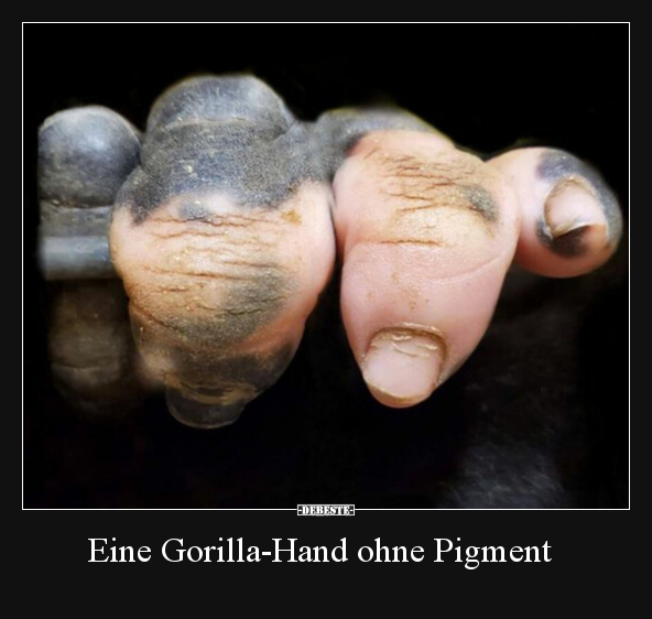 Eine Gorilla-Hand ohne Pigment.. - Lustige Bilder | DEBESTE.de