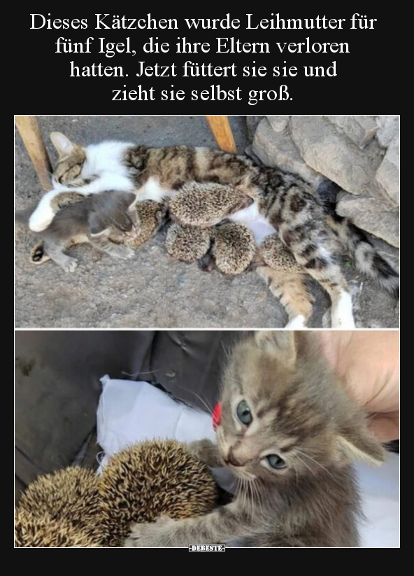 Dieses Kätzchen wurde Leihmutter für fünf Igel, die ihre.. - Lustige Bilder | DEBESTE.de