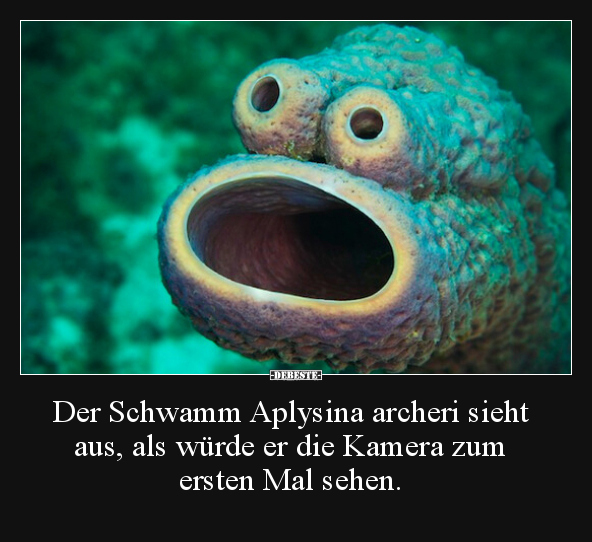 Der Schwamm Aplysina archeri sieht aus, als würde er die.. - Lustige Bilder | DEBESTE.de