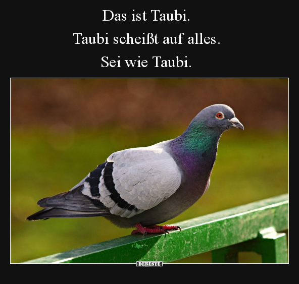 Das ist Taubi. Taubi schei*ßt auf alles... - Lustige Bilder | DEBESTE.de